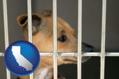 california map icon and a chihuahua in an animal shelter cage