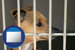 colorado map icon and a chihuahua in an animal shelter cage