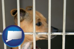 connecticut map icon and a chihuahua in an animal shelter cage