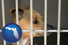 florida map icon and a chihuahua in an animal shelter cage