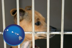 hawaii map icon and a chihuahua in an animal shelter cage