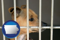 iowa map icon and a chihuahua in an animal shelter cage