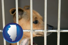 illinois map icon and a chihuahua in an animal shelter cage