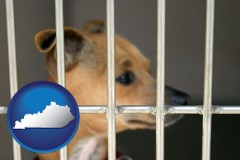 kentucky map icon and a chihuahua in an animal shelter cage