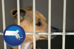 massachusetts map icon and a chihuahua in an animal shelter cage