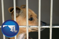 maryland map icon and a chihuahua in an animal shelter cage