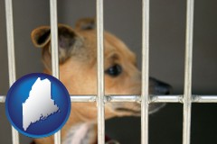 maine map icon and a chihuahua in an animal shelter cage
