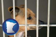 minnesota map icon and a chihuahua in an animal shelter cage
