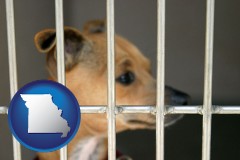 missouri map icon and a chihuahua in an animal shelter cage