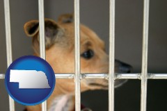 nebraska map icon and a chihuahua in an animal shelter cage