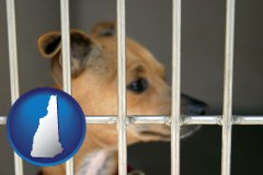 new-hampshire map icon and a chihuahua in an animal shelter cage