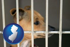 new-jersey map icon and a chihuahua in an animal shelter cage