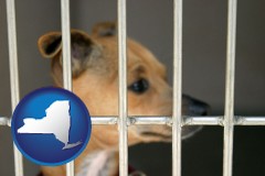 new-york map icon and a chihuahua in an animal shelter cage