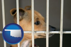 oklahoma map icon and a chihuahua in an animal shelter cage