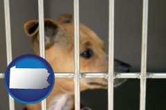 pennsylvania map icon and a chihuahua in an animal shelter cage