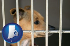 rhode-island map icon and a chihuahua in an animal shelter cage