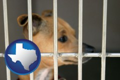 texas map icon and a chihuahua in an animal shelter cage