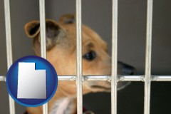 utah map icon and a chihuahua in an animal shelter cage