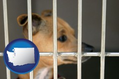washington map icon and a chihuahua in an animal shelter cage