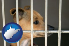 west-virginia map icon and a chihuahua in an animal shelter cage