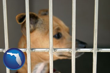 a chihuahua in an animal shelter cage - with Florida icon