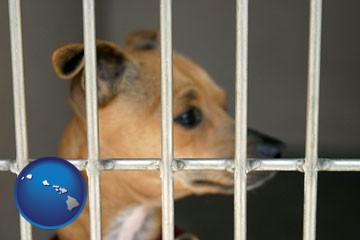 a chihuahua in an animal shelter cage - with Hawaii icon