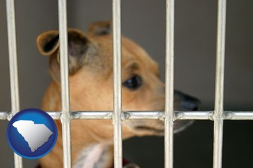 a chihuahua in an animal shelter cage - with South Carolina icon