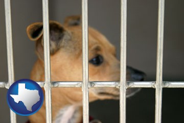 a chihuahua in an animal shelter cage - with Texas icon