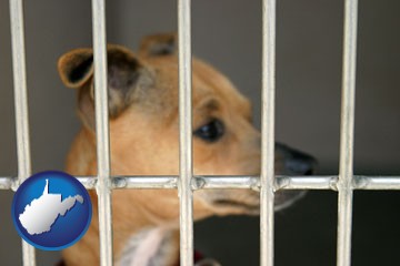 a chihuahua in an animal shelter cage - with West Virginia icon