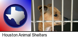 a chihuahua in an animal shelter cage in Houston, TX