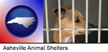 a chihuahua in an animal shelter cage in Asheville, NC