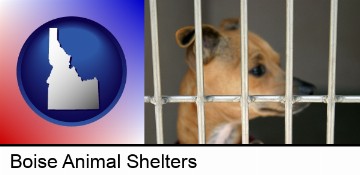 a chihuahua in an animal shelter cage in Boise, ID