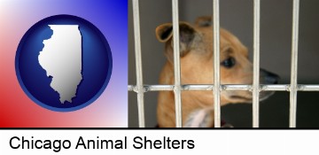 a chihuahua in an animal shelter cage in Chicago, IL