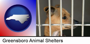 a chihuahua in an animal shelter cage in Greensboro, NC