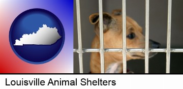 a chihuahua in an animal shelter cage in Louisville, KY