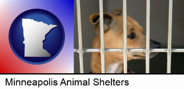 a chihuahua in an animal shelter cage in Minneapolis, MN