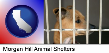 a chihuahua in an animal shelter cage in Morgan Hill, CA