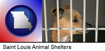 a chihuahua in an animal shelter cage in Saint Louis, MO