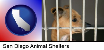 a chihuahua in an animal shelter cage in San Diego, CA