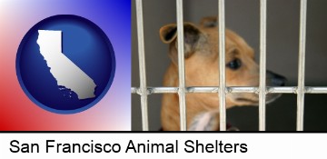 a chihuahua in an animal shelter cage in San Francisco, CA