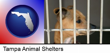 a chihuahua in an animal shelter cage in Tampa, FL